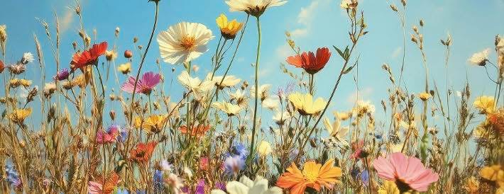 Photo de couverture de Elodie SIRIGNANO